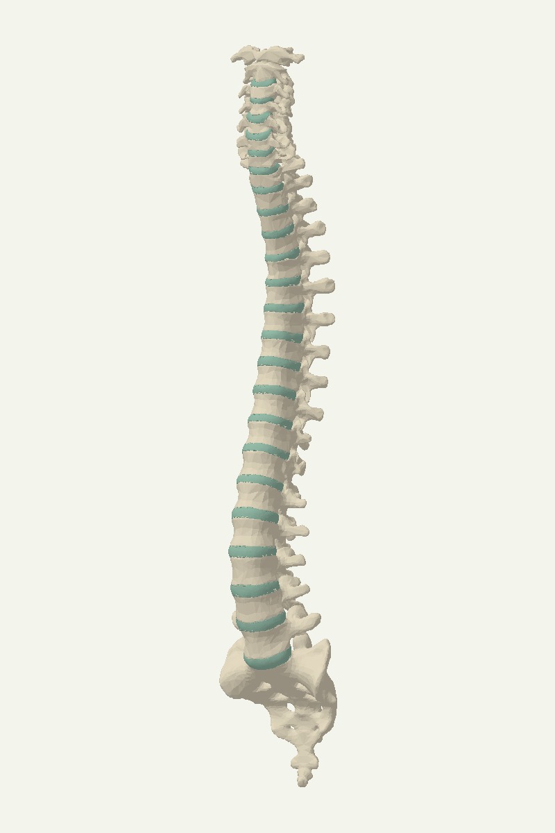 Reference illustration of the human spine